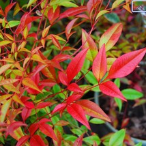 Heavenly Bamboo Seeds Nandina Domestica Chinese Sacred Domestic Nandina Ornament - £6.35 GBP