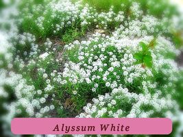 Vibrant Colors 1000 Seeds Alyssum Sweet White Flower Fragrant - $40.03 MXN