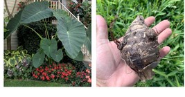 Colocasia gigantea Giant Thai Elephant Ear Huge LIVE BULB  - $34.99