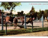 Jardin Zoologico Animals Buenos Aires Argentina UNP DB Postcard L17 - $3.91