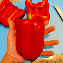 Fresh Seeds USA Keystone Giant #3 Sweet Bell Pepper 20 Seeds Vegetable - $16.04