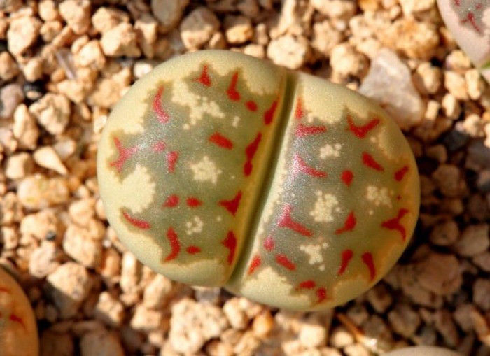 Lithops dorotheae Zorro, exotic living stone rock ice peable cacti seed 30 SEEDS - £7.02 GBP