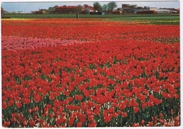 Postcard Tulip Bulb Fields Holland Netherlands - £3.88 GBP