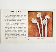 Indian Pipe Heath Family Flower 1932 Color Plate Print Irving Lawson PGB... - $11.25