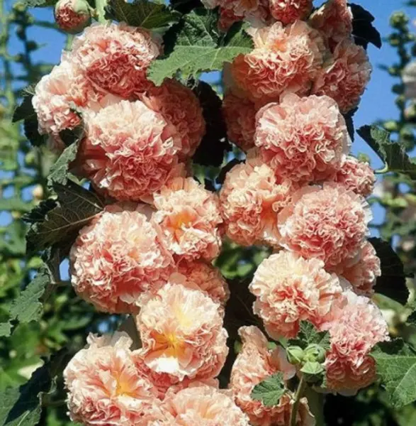 Fresh Hollyhock Chater&#39;S Double Salmon Peony Flowered Blooms Biennial No... - £10.19 GBP