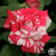 25+ Seeds Neil Diamond Rose  Flowers Easy To Grow Garden - $5.25