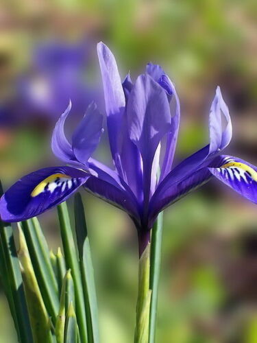 SHIPPED FROM US 100 PURPLE OREGON IRIS Tenax ToughLeaf Iris Flower Seeds , LC03 - £16.78 GBP