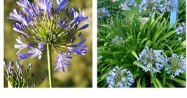Live Plant Agapanthus Lily of the Nile - Agapanthus africanus - Live Plant - £29.08 GBP
