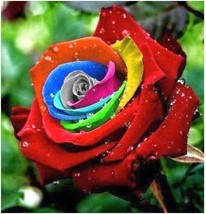 Hybrid Rainbow Rose, 100 Seeds D - $14.35