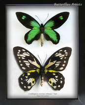 Ornithoptera Victoriae Rubianus Pair Queen Victoria&#39;s RARE Butterflies Framed Sh - £369.87 GBP