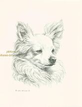 # 72 CHIHUAHUA Long Haired dog art print * Pen and ink drawing * Jan Jel... - $12.50