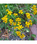 Mexican Tarragon Seeds Heirloom Herb Seeds FRESH - $11.00