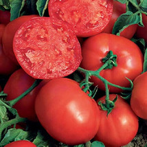 50 Seeds Better Bush Tomato Juicy Tomatoe Vegetable Edible Food Garden USA Shipp - £7.34 GBP