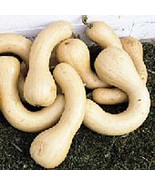 Neck Pumpkin Squash Seeds Fresh Seeds USA - £11.33 GBP