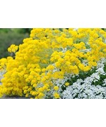 Basket of Gold 200 Seeds Free Shipping - $73.11 MXN