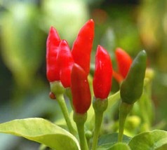 Pepper Hot Thai Heirloom Vegetable By Seeds Kingdom 600 Seeds Fresh Gardening US - $26.98