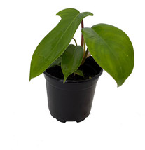 NEW ! Florida Green Philodendron - 4&quot; Pot - Gardening - £39.63 GBP