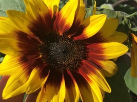Golden Prominence Sunflower Seeds+20+ Rare+Buy Any 2 Get 1 Free - £5.25 GBP