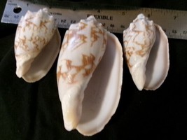 3 Seashells Conus genus-largest 4&quot;-nicely patterned-arts crafts decor - $9.55