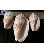 3 Seashells Conus genus-largest 4&quot;-nicely patterned-arts crafts decor - £7.50 GBP