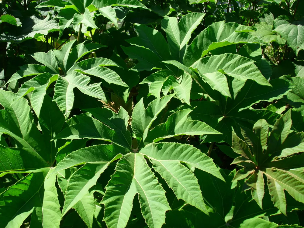 Tetrapanax Papyrifera Steroidal Giant Seeds - $12.58