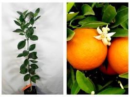 Washington Navel Orange Tree - 26-30&quot; Tall - Live Citrus Plant - £122.16 GBP