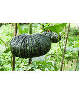 Thai Snake Pumpkin, fuk torng, CUCURBITA,10 seeds - $47.59 MXN