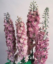 US Seller Delphinium Seeds Pennant Pink W/White Bee 50 Flower Seeds Fast Shippin - $23.00