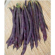 Trionfo Violetto Pole Beans Seeds Gardening Easy Grow USA SHIPPING - £10.48 GBP