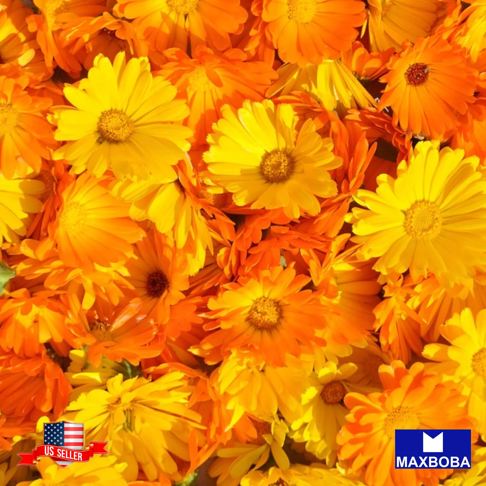 Premium Fresh 2000 Seeds Calendula Pacific Beauty Mixture Non-GMO - $14.48