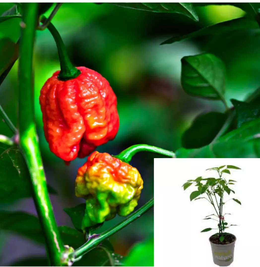 Pepper CAROLINe hot chili Capsicum Live Plant veggies 1gallon - $37.97