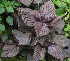 150 of Purple Shiso Seeds, Perilla, Japanese Basil, Red Mint, NON-GMO - £2.36 GBP