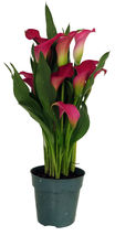 Garnet Glow Calla Lily Plant -Hot Pink - 4.5&quot; Pot - £19.75 GBP