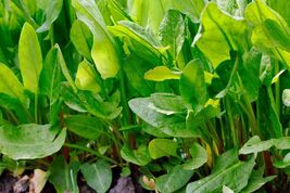 Large Leaf Sorrel Seeds, NON-GMO, Heirloom, Variety Sizes, FREE SHIPPING - €1,69 EUR+