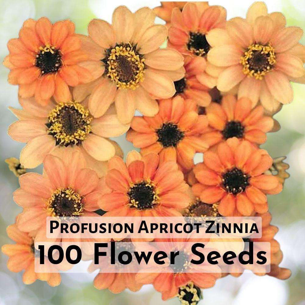 100+ Profusion Apricot Zinnia Seeds | Vibrant Peach-Colored Blooms - $11.90