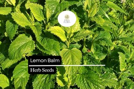 1000 Seeds Lemon Balm (Melissa officinalis) – Aromatic Herb for Teas, Cu... - $5.54