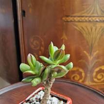 Bonsai Jade, Red Pot & Live Red Horn Tree Succulent, Ice Crack Ceramic Planter image 4