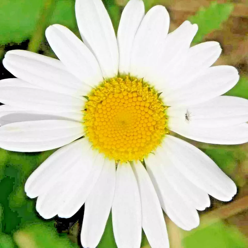 TKBONStore German Chamomile Non-Gmo Heirloom Flower Tea Medicinal 15000 Seeds - £7.31 GBP