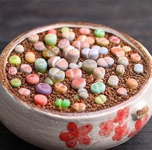 1000Pcs Lithops Seeds Mixed Garden USA Seller - £15.86 GBP