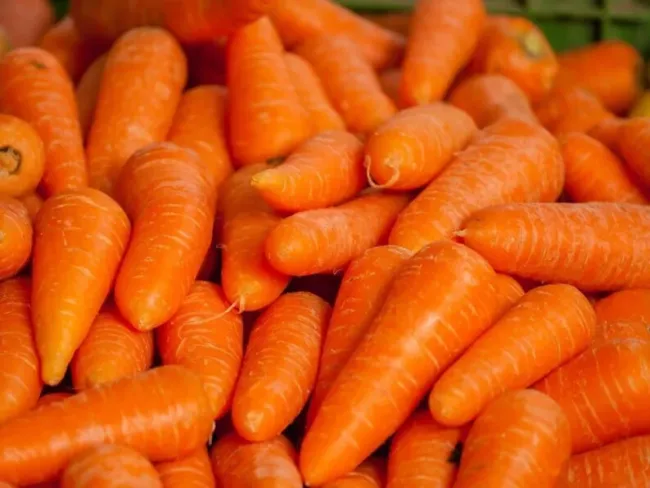 1500 Seeds Tendersweet Carrot Deep Orange Red Daucus Carota Vegetable Fresh Gard - £15.71 GBP