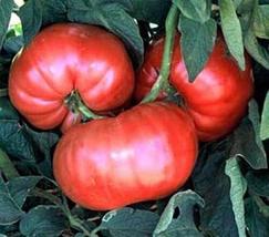 25 Seeds Tiffen Mennonite Tomato Seeds - £22.07 GBP