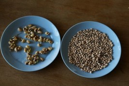 250 Cow Peas - Tested High Germination! - Black-Eyed Seeds - Food or Cov... - $13.30