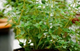 20 Thyme, German, Common, Winter, Perennial Herb, Seeds ! Usa Seller - £5.60 GBP