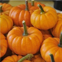 10 Jack-Be-Quik Pumpkin Seeds Halloween Novelty Usa Fresh Garden - $12.25