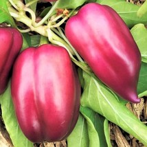 Lilac Sweet Bell Pepper Seeds Purple Red Merlot Ufo Islander Peppers Seed  - £4.66 GBP