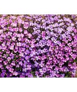 Ground Cover Rock Cress Purple Aubrieta 1000 Seeds - $8.67 CAD