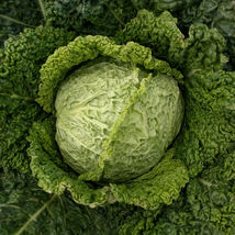 Savoy Perfection Cabbage Seeds, NON-GMO, Drumhead, Easy Grow Heirloom, F... - €1,69 EUR+