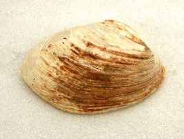 5&quot; Surf Clam Sea Shell, Brown, Shelf or Aquarium Decor, SHL-03 - £11.66 GBP