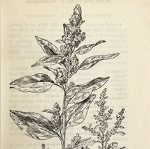 1905 Pigweed and Tumbleweed Flower Print Pen &amp; Ink Lithograph Antique Art  - £13.93 GBP