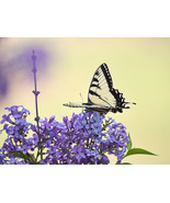 Tiger Alights by Allena Yates, photo print - $45.00+